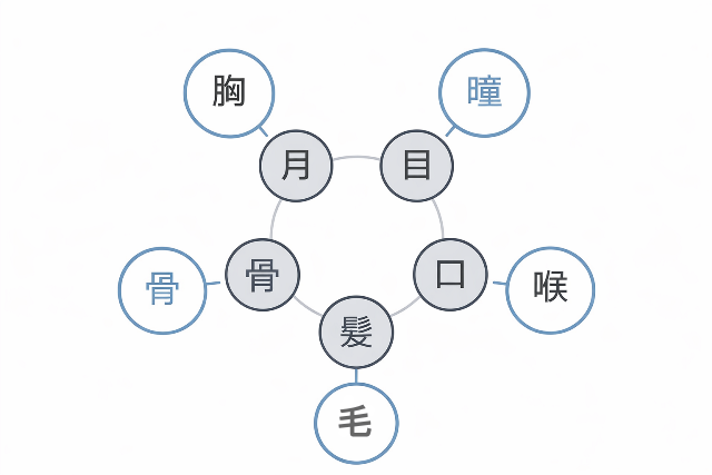 体に関する漢字の覚え方