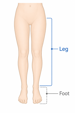 人間の下半身のイラスト。くるぶし下を指す「足（Foot）」と、太もも付け根から下全体を指す「脚（Leg）」の範囲の違いを示す図解。
